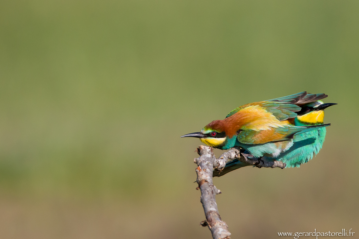 Bee eater 46